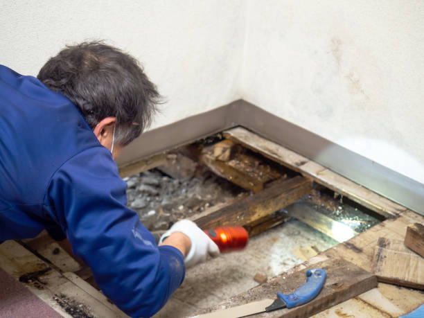Best Health and Safety Mold Remediation in Beattystown, NJ