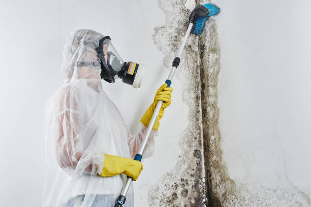 Professional Mold Remediation in Beattystown, NJ