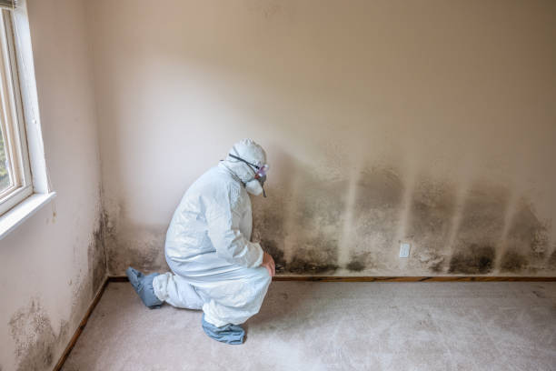 Best Insurance-Related Mold Remediation in Beattystown, NJ