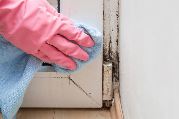 Best Kitchen Mold Remediation in Beattystown, NJ