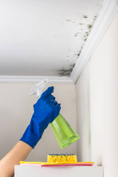 Best Industrial Mold Remediation in Beattystown, NJ